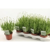 LAVAN IN EDELWEISS