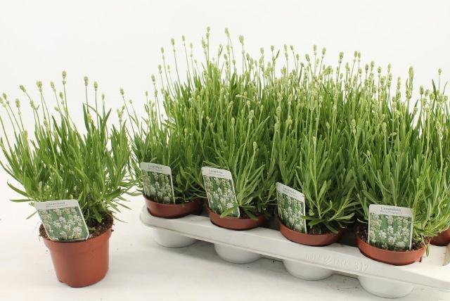 LAVAN IN EDELWEISS