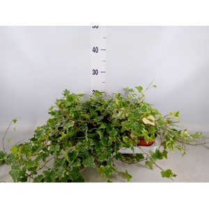 Hedera helix 'Eva'