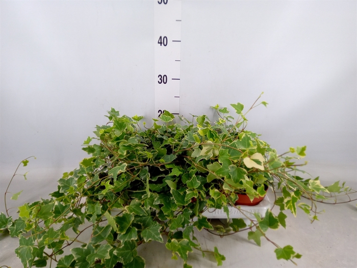 <h4>Hedera helix 'Eva'</h4>