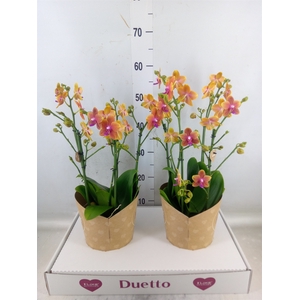 Phalaenopsis multi. 'Ant Bolgheri'