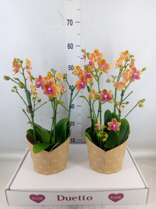 <h4>Phalaenopsis multi. 'Ant Bolgheri'</h4>