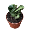 Hoya Overig Compacta Carnosa