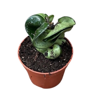 Hoya Overig Compacta Carnosa