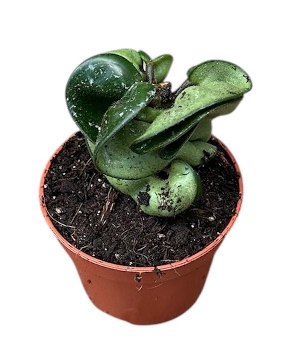 Hoya Overig Compacta Carnosa
