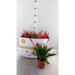 Vriesea  MF   ...mix 3