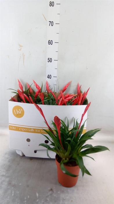 <h4>Vriesea  MF   ...mix 3</h4>