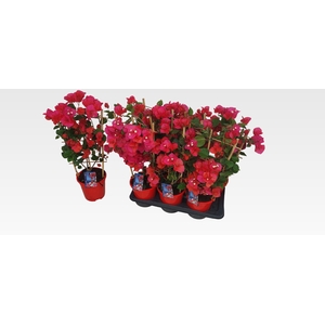 BOUGAINV DANIA
