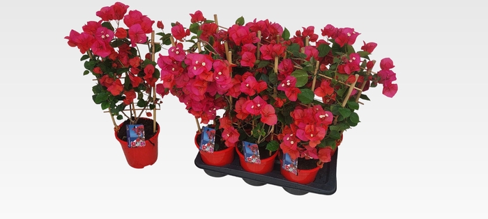 <h4>BOUGAINV DANIA</h4>