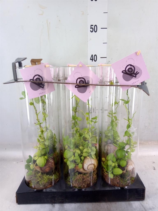 <h4>Arr.  Dischidia</h4>