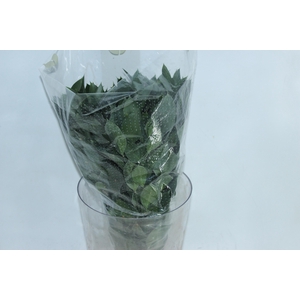 FOLHAGEM RUSCUS 050 CM