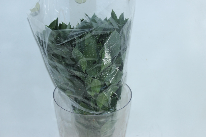 FOLHAGEM RUSCUS 050 CM