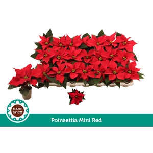 Euph. Poinsettia Mini Red