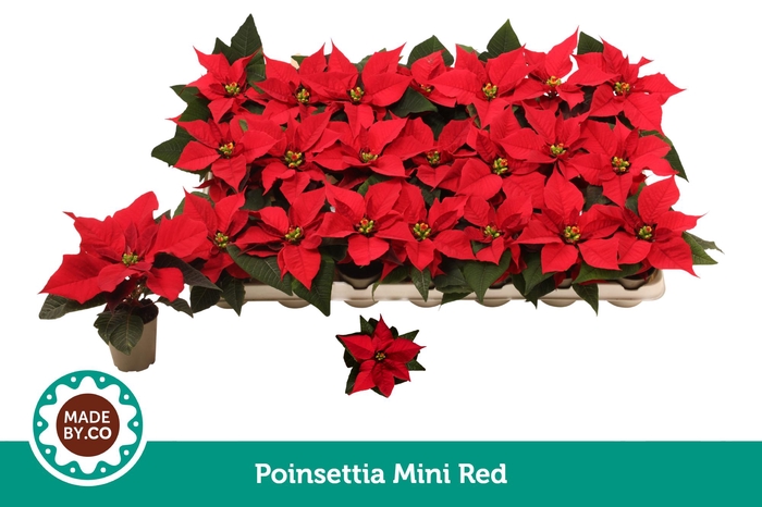 <h4>Euph. Poinsettia Mini Red</h4>