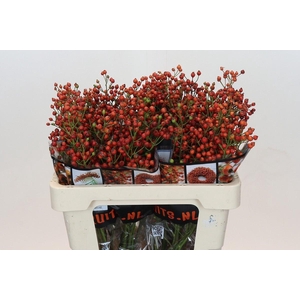 ROSA RB FLOR. 'AUTUMN FLUSH'