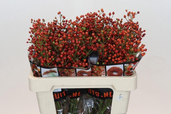 <h4>ROSA RB FLOR. 'AUTUMN FLUSH'</h4>