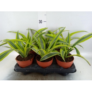 Dracaena frag. 'Compacta'