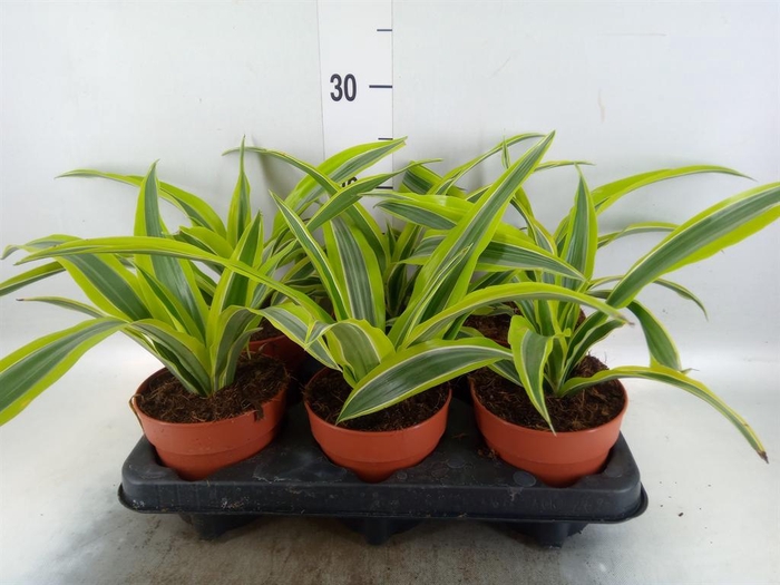 <h4>Dracaena frag. 'Compacta'</h4>