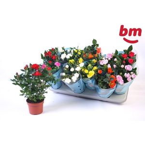 RO B MONDE GEM 7 SRT