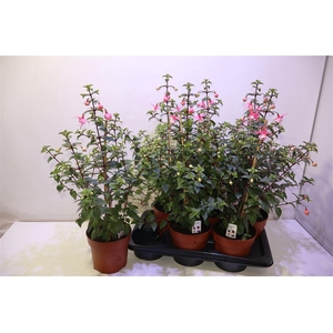 arr8 Fuchsia B F Pink