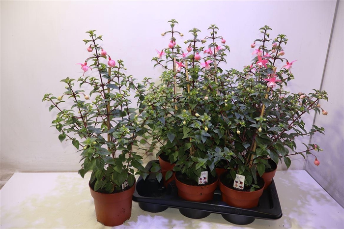 <h4>arr8 Fuchsia B F Pink</h4>