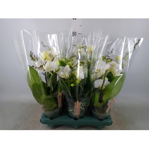 Phalaenopsis  'Spirit White'