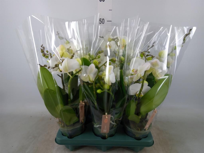 <h4>Phalaenopsis  'Spirit White'</h4>