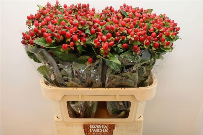 <h4>HYP MAG TRIUMPH</h4>