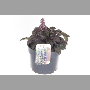 AJUGA REPT