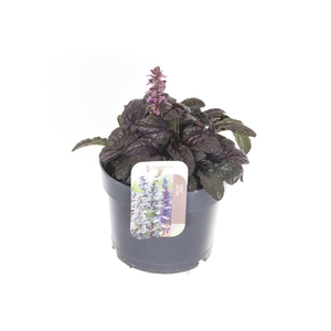 AJUGA REPT