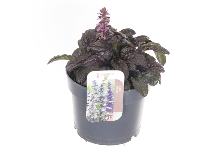 <h4>AJUGA REPT</h4>
