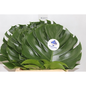 FOLHAGEM MONSTERA DELICIOSA 030 CM