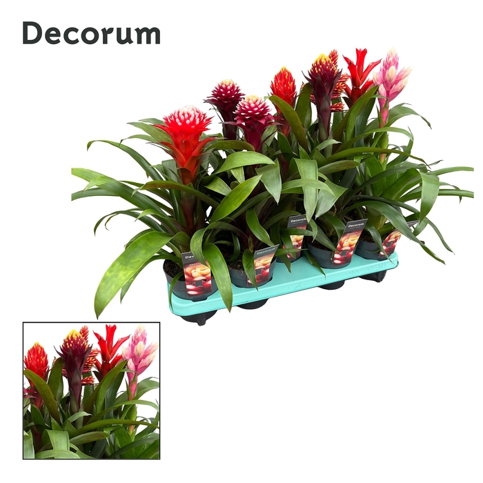 <h4>Guzmania Bolmix Exclusive (Decorum)</h4>