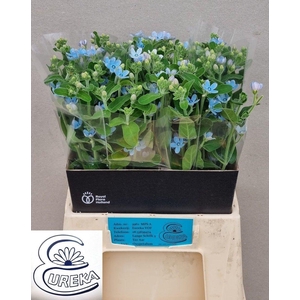 OXY CO TAN PURE BLU