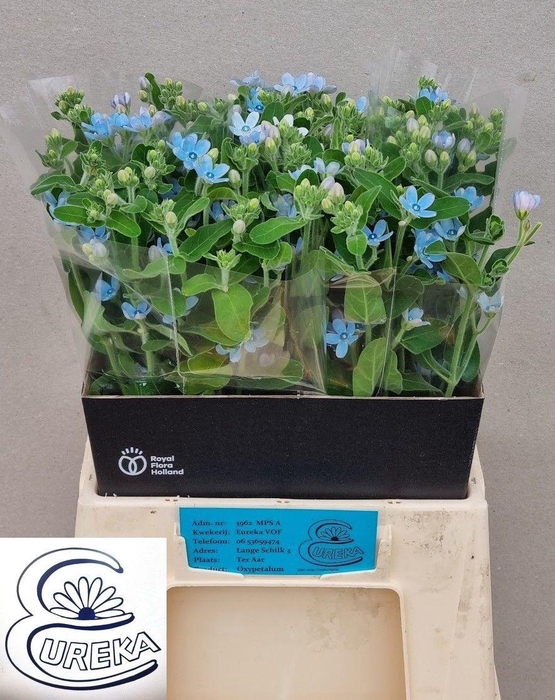 <h4>OXY CO TAN PURE BLU</h4>