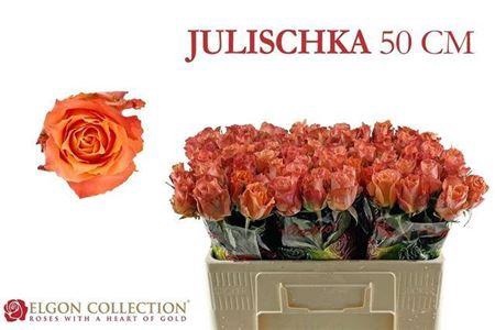 <h4>R Gr Julischka</h4>