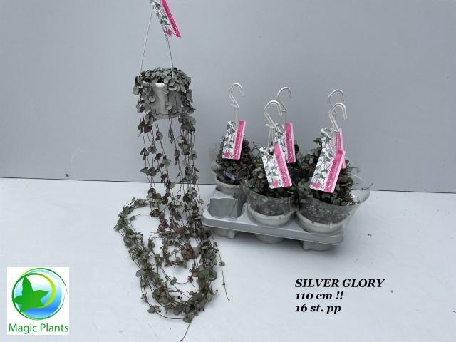 <h4>CEROP WO SILVE GLORY</h4>