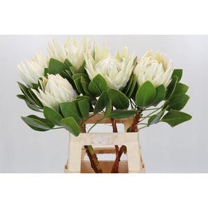 Protea Cyn. Ayoba Arctic Ice