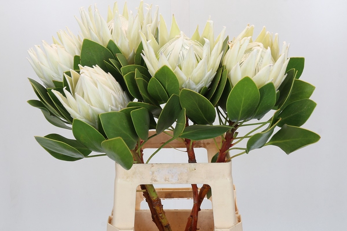 <h4>Protea Cyn. Ayoba Arctic Ice</h4>