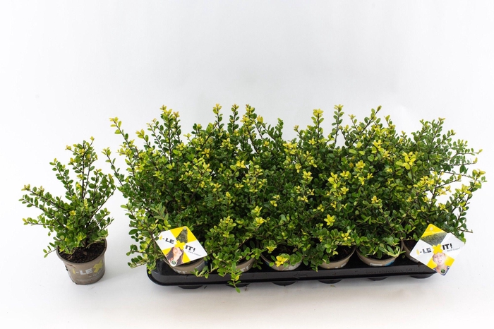 <h4>Ilex crenata Dark Green, P9, Struik 10-15cm</h4>