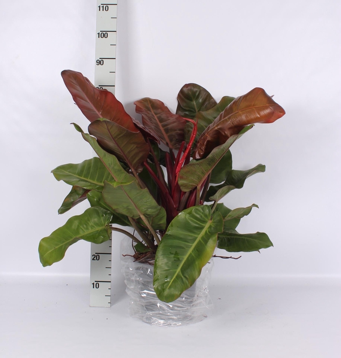 <h4>PHIL OVERIG</h4>