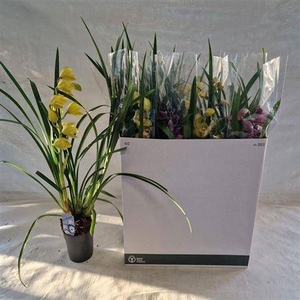 Cymb Gemengd 1 Branche