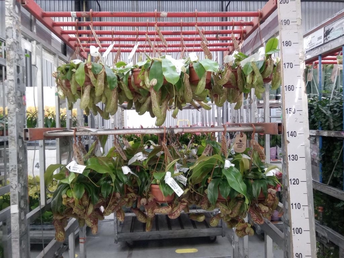 <h4>Nepenthes    ...</h4>