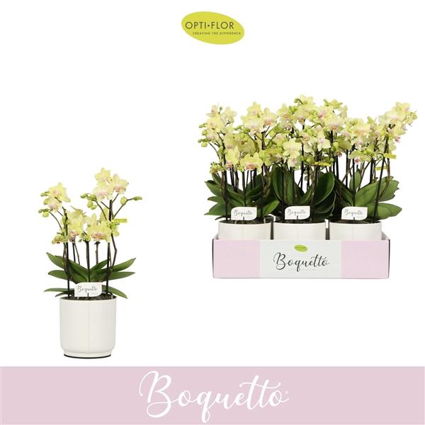 Phalaenopsis Multifloratypes overig geel