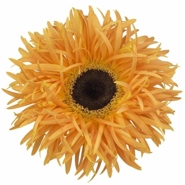 <h4>GE GS SPIDER BAMBU</h4>