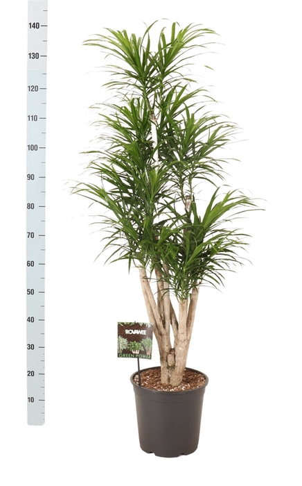 Dracaena refl. 'Anita'