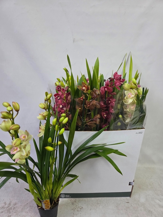 <h4>CYMB GEMENGD</h4>