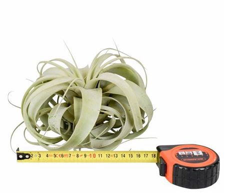 <h4>Tillandsia Xerographica X6</h4>