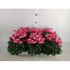 Cyclamen KL 'Djix'