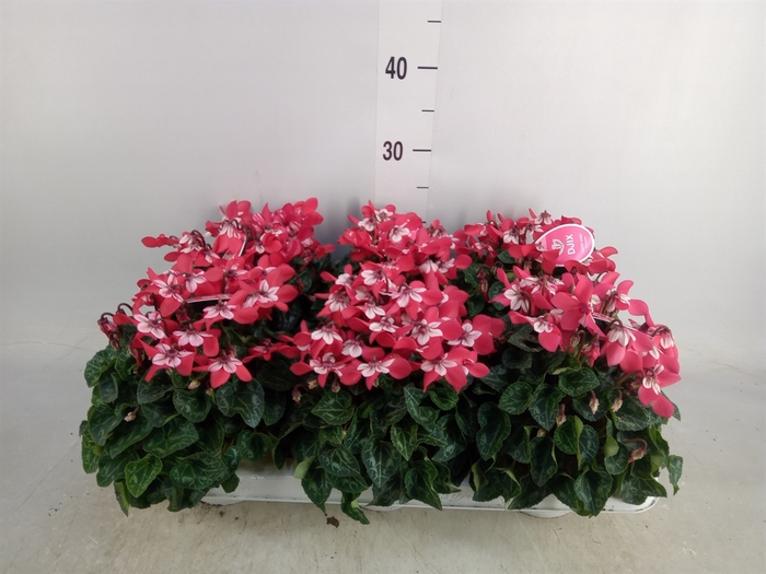 <h4>Cyclamen KL 'Djix'</h4>